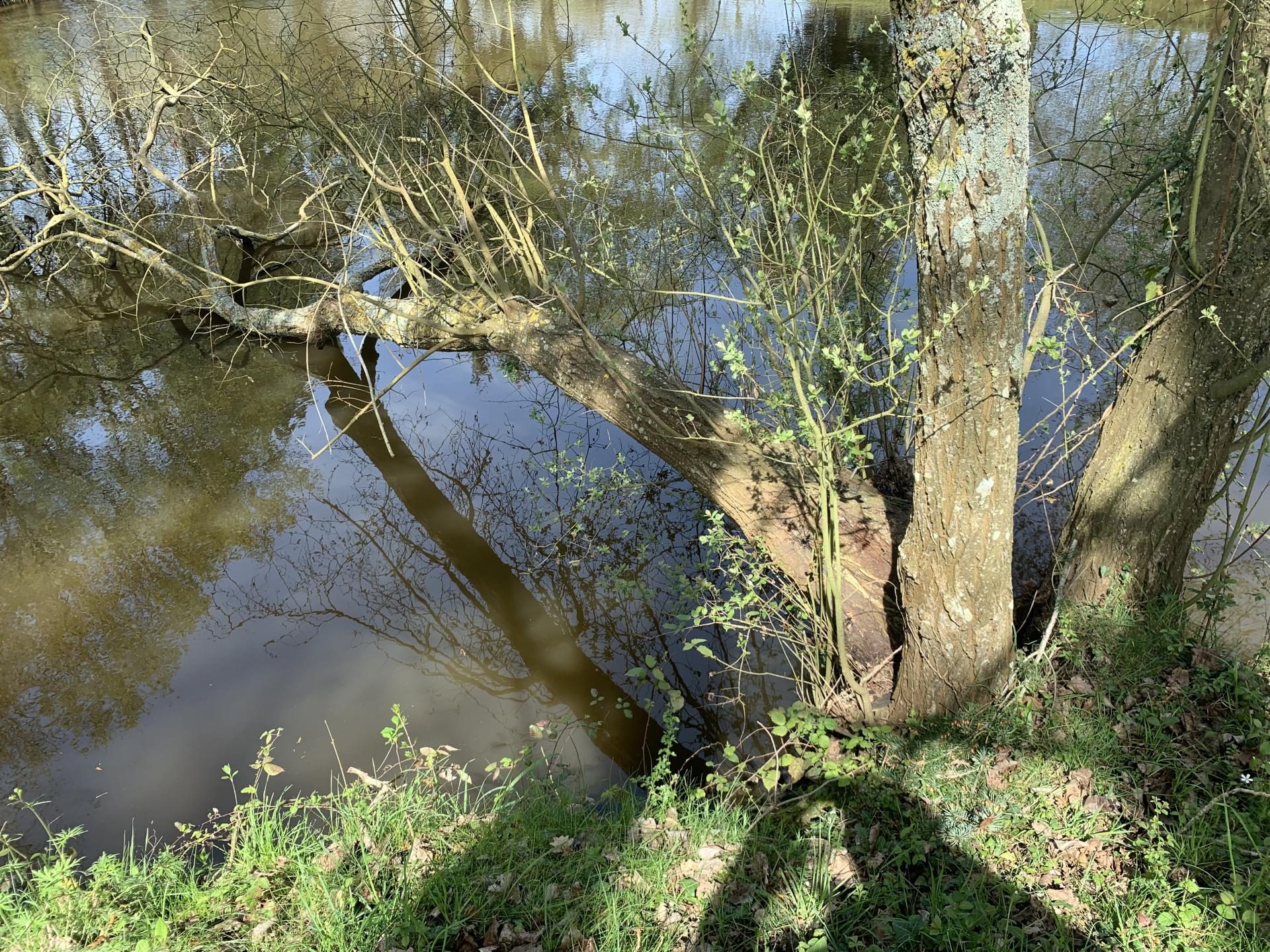 Arbre tombe 3