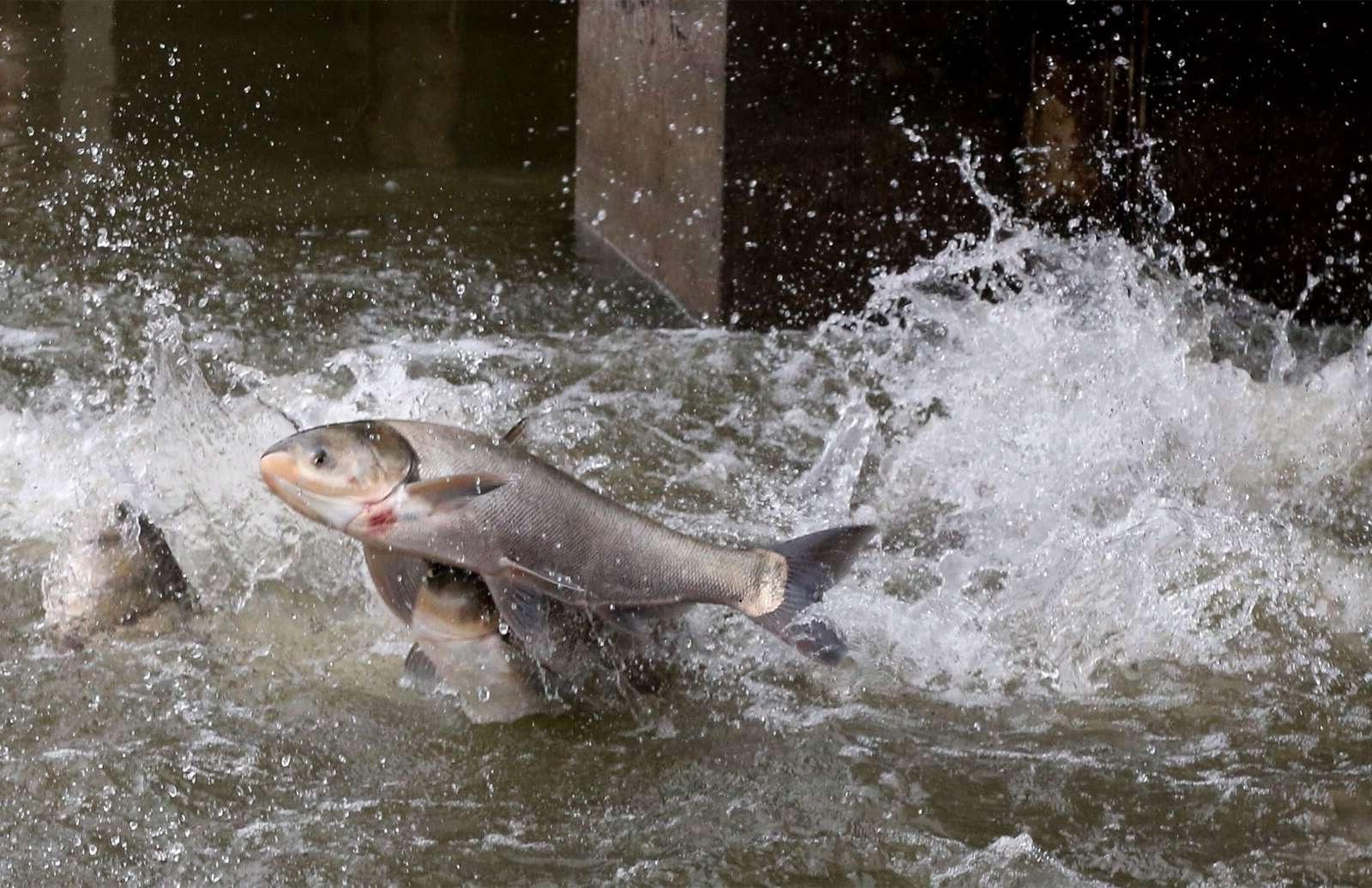 Carpes argentees 4