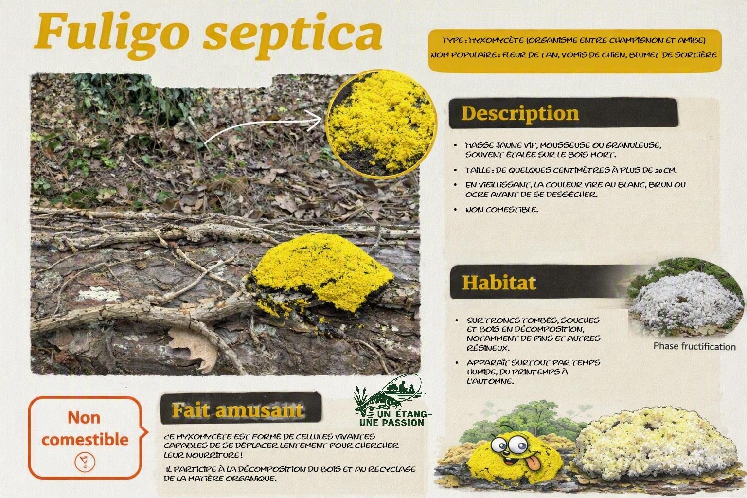 Fuligo septica