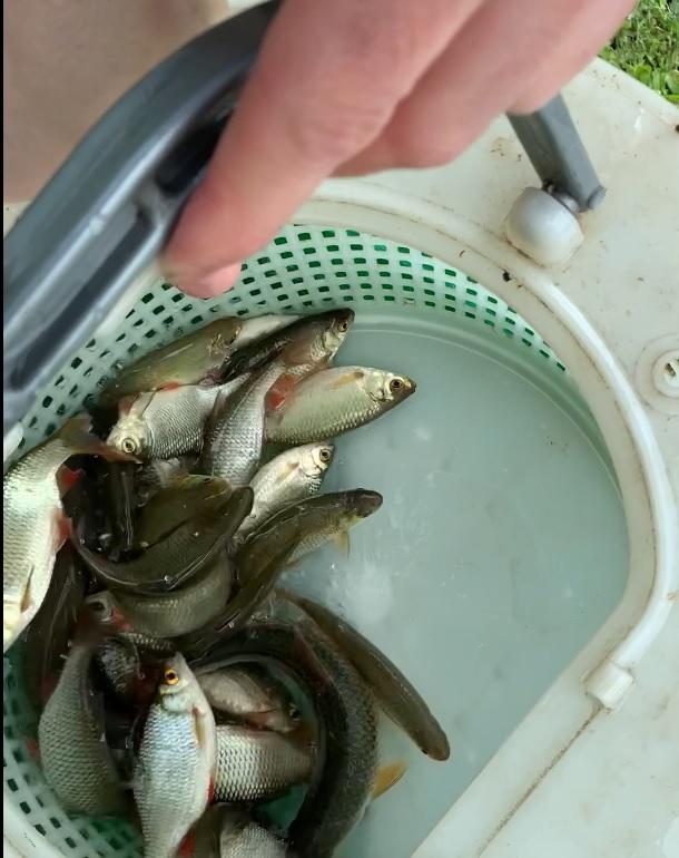 Quand nourrir ses poissons dans mon étang ? I Etang-solution