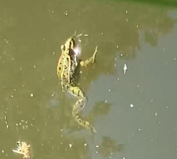 La grenouille rieuse, un batracien au chant très puissant