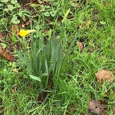 Jonquilles