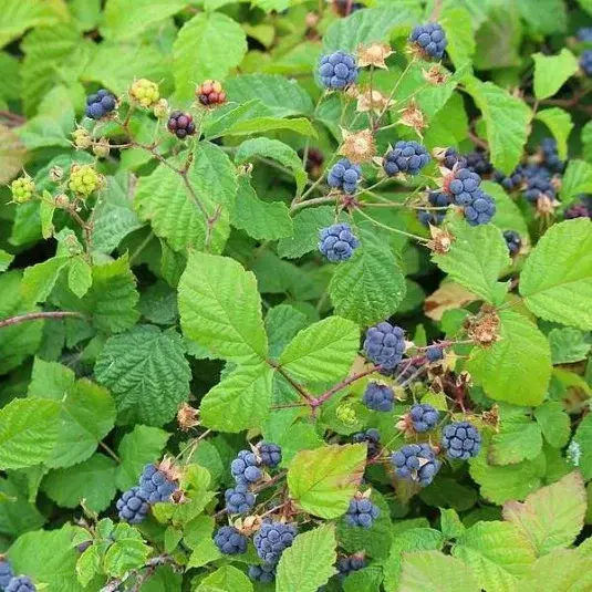 Rubus caesius - ronce bleue